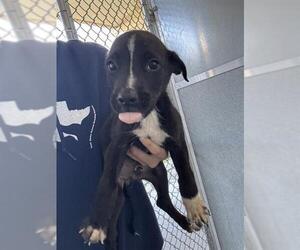 American Pit Bull Terrier Dogs for adoption in Baytown, TX, USA