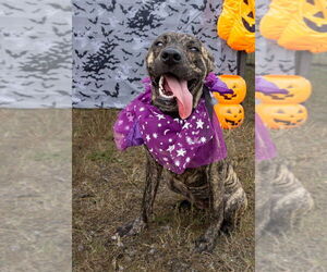 Mutt Dogs for adoption in Abbeville, LA, USA