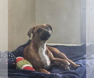 Beagle-Unknown Mix Dogs for adoption in Berkeley , CA, USA
