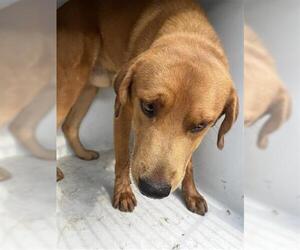 Golden Retriever-Unknown Mix Dogs for adoption in Houston, TX, USA