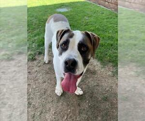 Mastiff-Saint Bernard Mix Dogs for adoption in Plano, TX, USA
