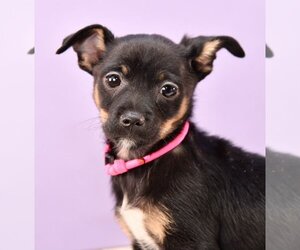 Chiranian Dogs for adoption in Sheridan, CO, USA