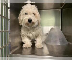 Maltipoo Dogs for adoption in Grand Prairie, TX, USA