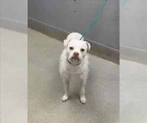 Mutt Dogs for adoption in Las Vegas, NV, USA