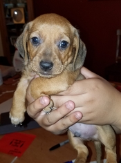 Dachshund Dogs for adoption in Surprise , AZ, USA