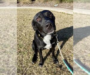 Labrador Retriever-Unknown Mix Dogs for adoption in Grand Prairie, TX, USA