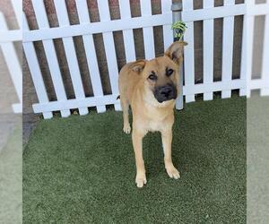 German Shepherd Dog-Unknown Mix Dogs for adoption in Modesto, CA, USA