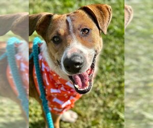 Mutt Dogs for adoption in Columbia, TN, USA