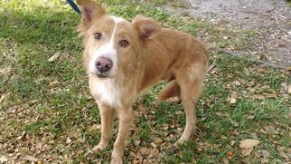 Border Collie Dogs for adoption in Fort Lauderdale, FL, USA