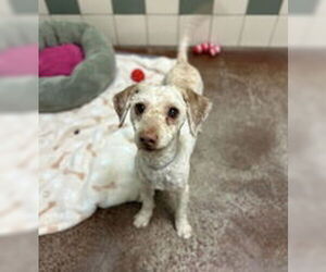 Poodle (Miniature) Dogs for adoption in Salinas, CA, USA