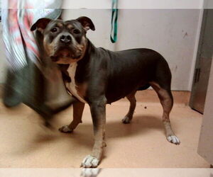 Medium Photo #2 Mutt Puppy For Sale in Martinez, CA, USA