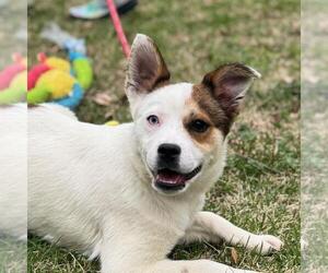 Collie-Unknown Mix Dogs for adoption in Yardley, PA, USA