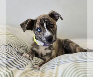 Catahoula Leopard Dog-Labrador Retriever Mix Dogs for adoption in Lakewood, CO, USA