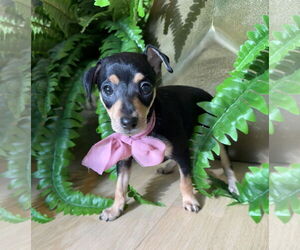Chihuahua Dogs for adoption in St. Louis Park, MN, USA
