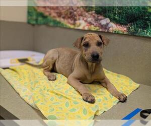 Chinese Shar-Pei-Unknown Mix Dogs for adoption in Moreno Valley, CA, USA