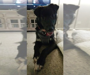 Border Collie Dogs for adoption in Boston, MA, USA