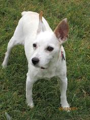 Jack Russell Terrier Dogs for adoption in Altus, OK, USA