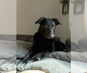 German Shepherd Dog Dogs for adoption in Wheaton, IL, USA