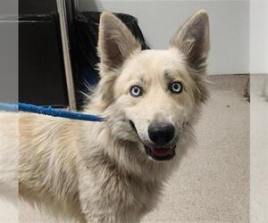Labrador Retriever-Siberian Husky Mix Dogs for adoption in Bakersfield, CA, USA