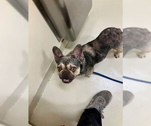 French Bulldog Dogs for adoption in Fremont, CA, USA