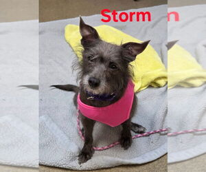 Mutt Dogs for adoption in Sayreville, NJ, NJ, USA
