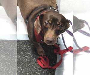 Dachshund-Unknown Mix Dogs for adoption in Mundelein, IL, USA