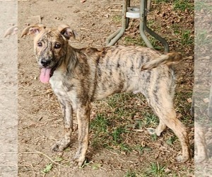 Plott Hound-Unknown Mix Dogs for adoption in SHERBURNE, NY, USA
