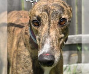 Greyhound Dogs for adoption in Grandville, MI, USA