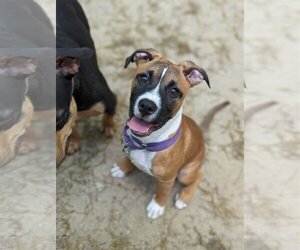 Boxer Dogs for adoption in Richmond, VA, USA