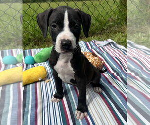 Labrador Retriever-Unknown Mix Dogs for adoption in Tarrytown, GA, USA