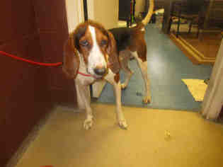 Small Treeing Walker Coonhound Mix