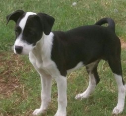 Medium Photo #1 Labrador Retriever-Unknown Mix Puppy For Sale in Helotes, TX, USA