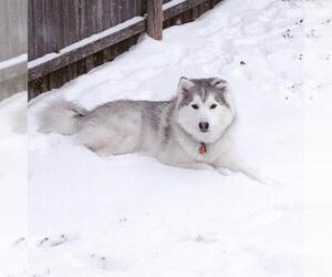 Alaskan Husky Dogs for adoption in Denton, TX, USA
