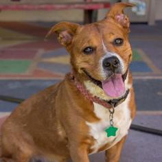 Pembroke Welsh Corgi Dogs for adoption in Titusville, FL, USA