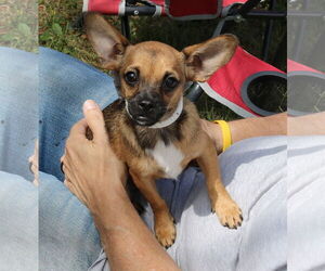 French Bullhuahua Dogs for adoption in Bandera, TX, USA
