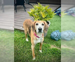 Mutt Dogs for adoption in Brewster, NY, USA