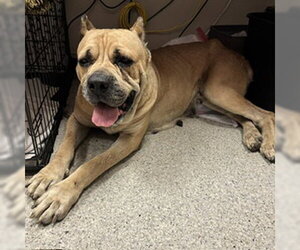 Mutt Dogs for adoption in Modesto, CA, USA