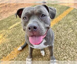 American Staffordshire Terrier-Unknown Mix Dogs for adoption in Tallahassee, FL, USA