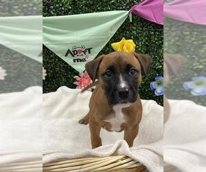 Boxer-Unknown Mix Dogs for adoption in Grasswood, Saskatchewan, Canada