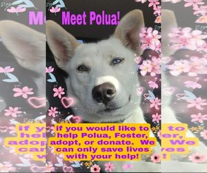 Huskies -Unknown Mix Dogs for adoption in Pipe Creek, TX, USA