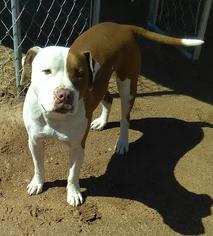 American Bulldog-American Staffordshire Terrier Mix Dogs for adoption in Dana Point, CA, USA