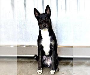 German Shepherd Dog-Unknown Mix Dogs for adoption in San Bernardino, CA, USA