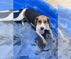 Beagle Dogs for adoption in Valrico, FL, USA
