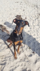 Doberman Pinscher Dogs for adoption in Long Beach, CA, USA