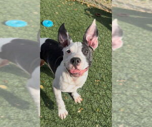 American Pit Bull Terrier-Unknown Mix Dogs for adoption in Texas City, TX, USA