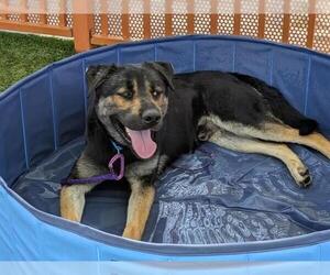 German Shepherd Dog-Unknown Mix Dogs for adoption in Las Vegas, NV, USA