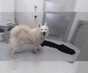 American Eskimo Dog-Unknown Mix Dogs for adoption in Pasadena, TX, USA