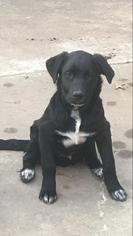 Borador Dogs for adoption in Wylie, TX, USA