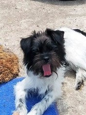 Shih Tzu-Unknown Mix Dogs for adoption in Eldora, IA, USA