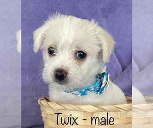 Maltese-Unknown Mix Dogs for adoption in Menifee, CA, USA